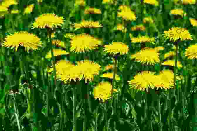 A Photograph Of A Dandelion Plant, With Its Yellow Flowers And Green Leaves. Medicine At Your Feet: Healing Plants Of The Hawaiian Kingdom Vol 1