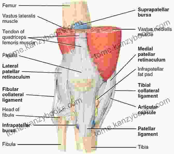 Detailed Illustration Of Hip And Knee Anatomy, Including Bones, Muscles, Ligaments, And Tendons. Hip And Knee Pain DisFree Downloads: An Evidence Informed And Clinical Based Approach Integrating Manual Therapy And Exercise