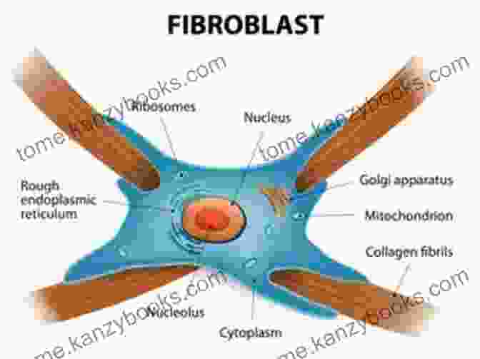 Diagram Of Fibroblast Plasma Fibroblast Plasma Education: The Fibroblast Plasma Instruction Manual