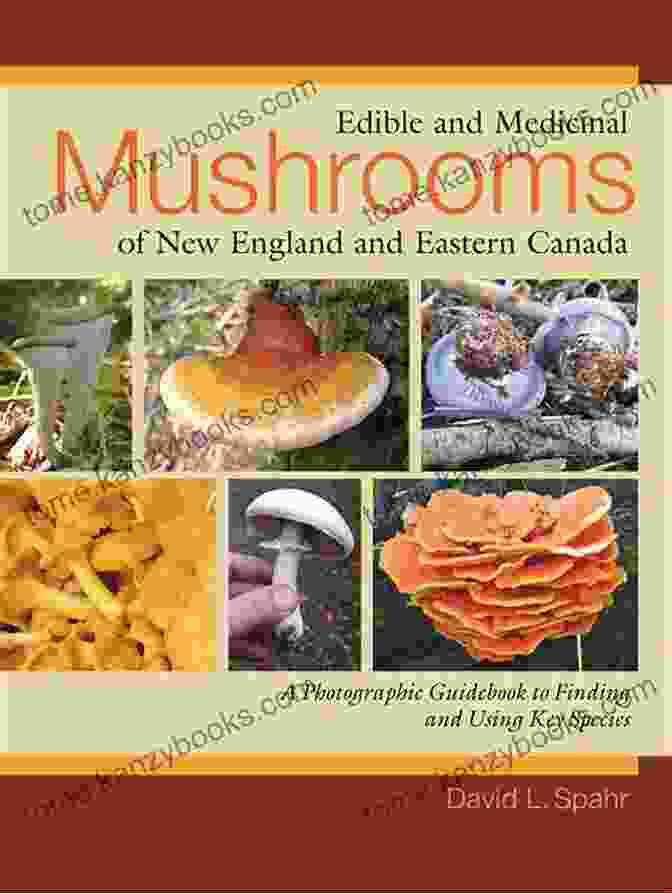 Photographic Guidebook To Finding And Using Key Species Edible And Medicinal Mushrooms Of New England And Eastern Canada: A Photographic Guidebook To Finding And Using Key Species