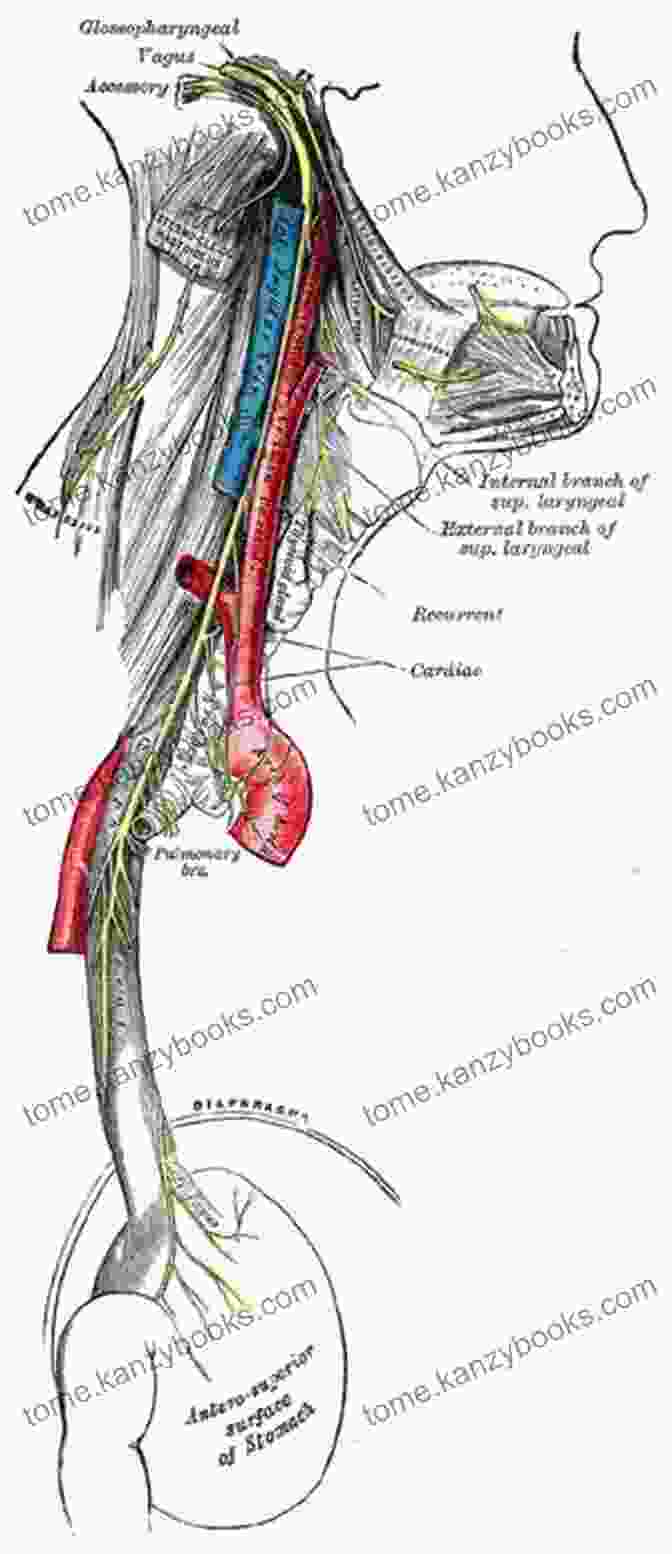 The Vagus Nerve Extends From The Brainstem To The Abdomen And Innervates Various Organs And Tissues. Navigating The Role Of The Vagus Nerve An Essential Guide To Managing Stress Anxiety And GERD For Beginners And Dummies